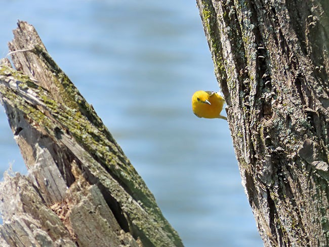 Prothonotary Warbler - ML620395328