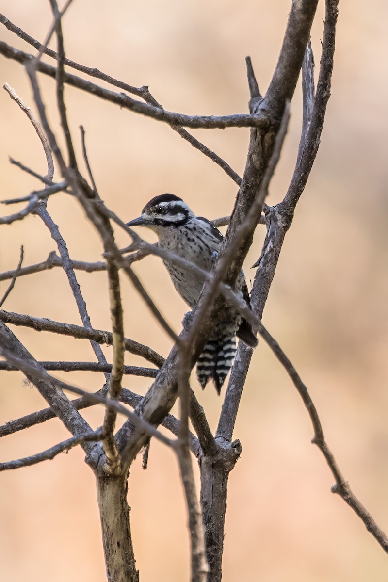 Ladder-backed Woodpecker - ML620395342