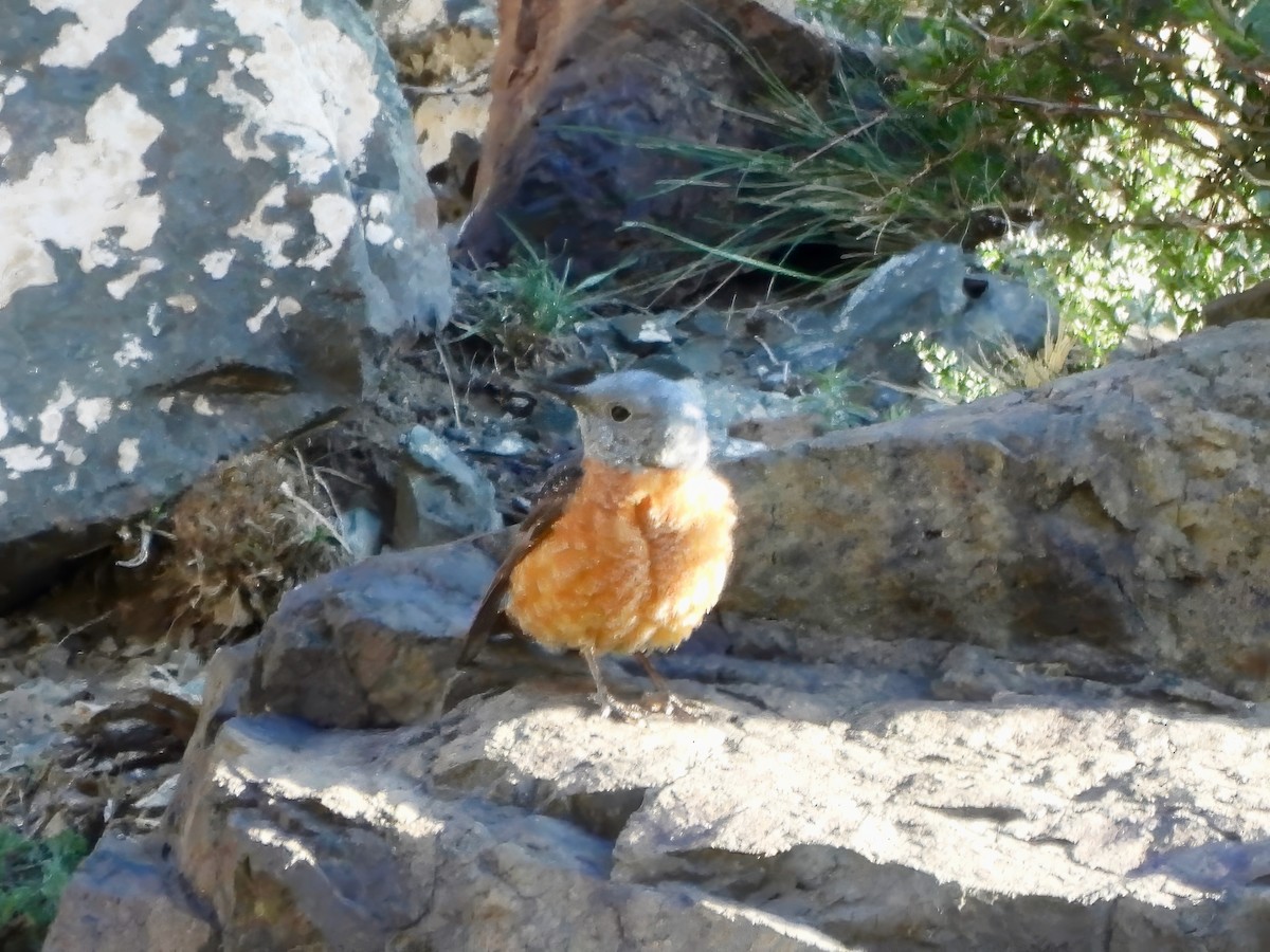 Rufous-tailed Rock-Thrush - ML620395345