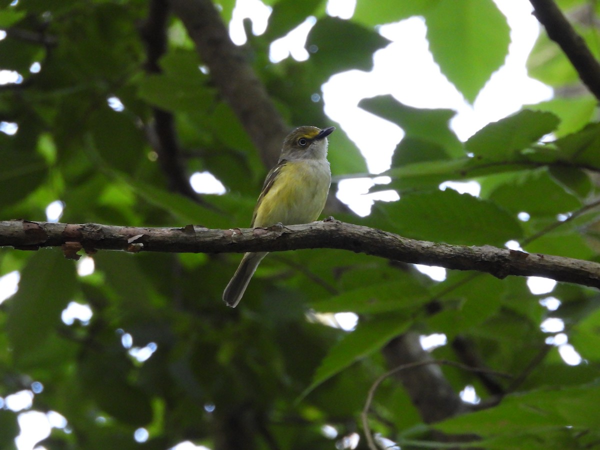 Ak Gözlü Vireo - ML620395348