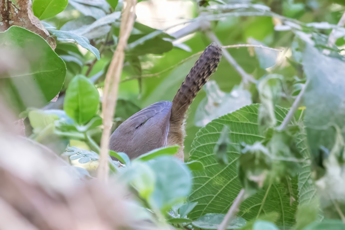 Happy Wren - ML620395351