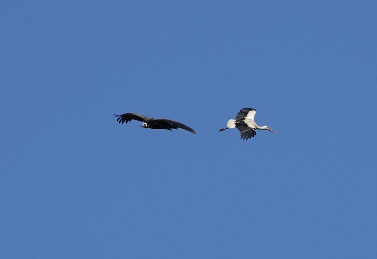 Cinereous Vulture - ML620395360