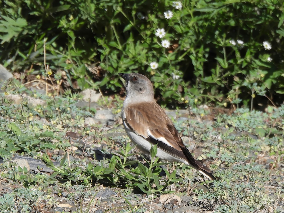 White-winged Snowfinch - ML620395365