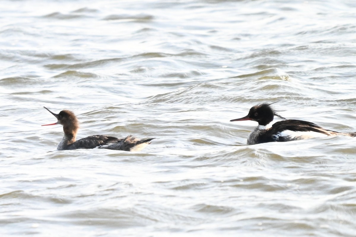 Red-breasted Merganser - ML620395366