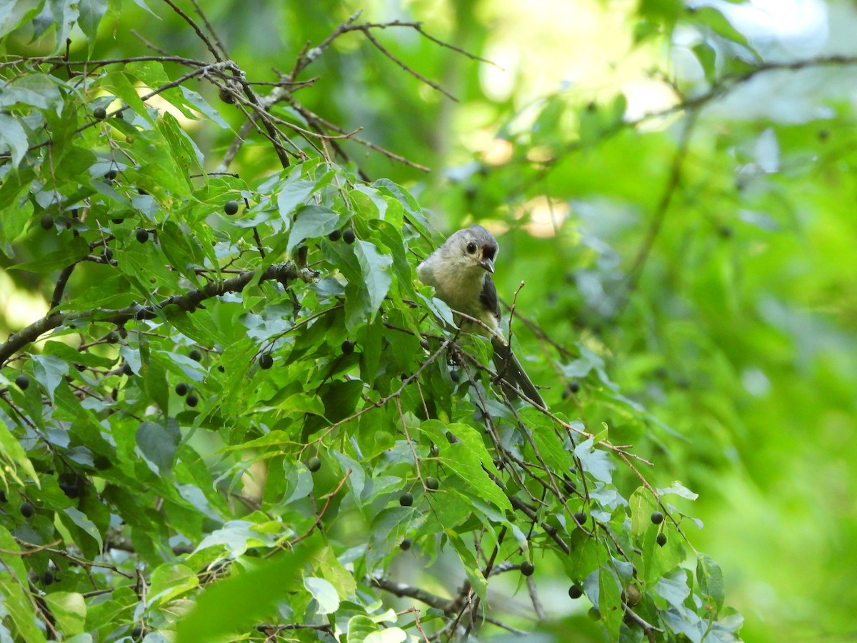 Tufted Titmouse - ML620395368