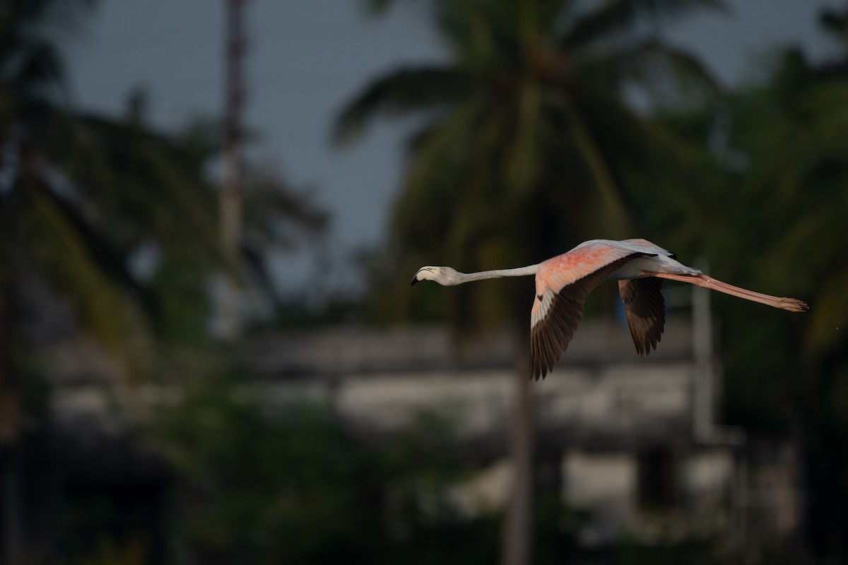 Flamant rose - ML620395372