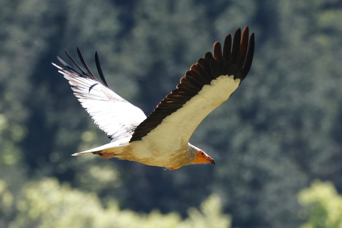 Egyptian Vulture - ML620395374