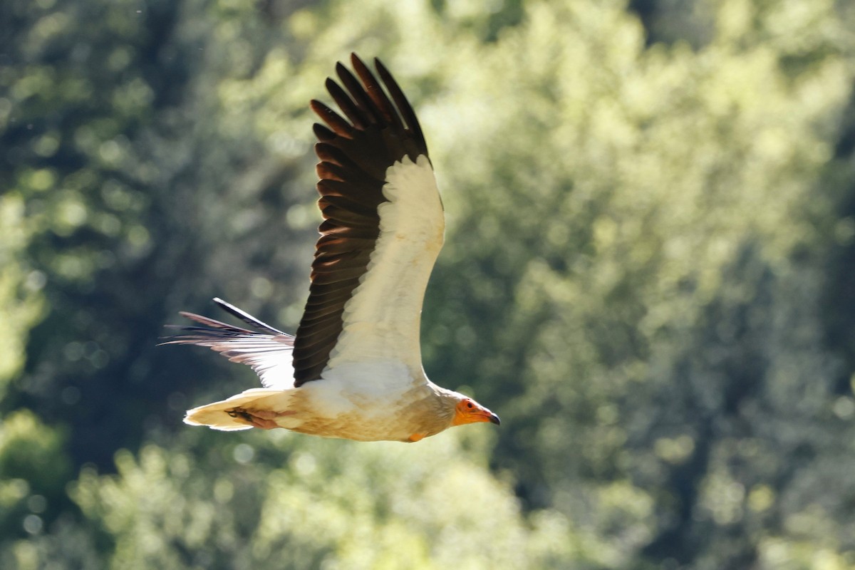 Egyptian Vulture - ML620395375