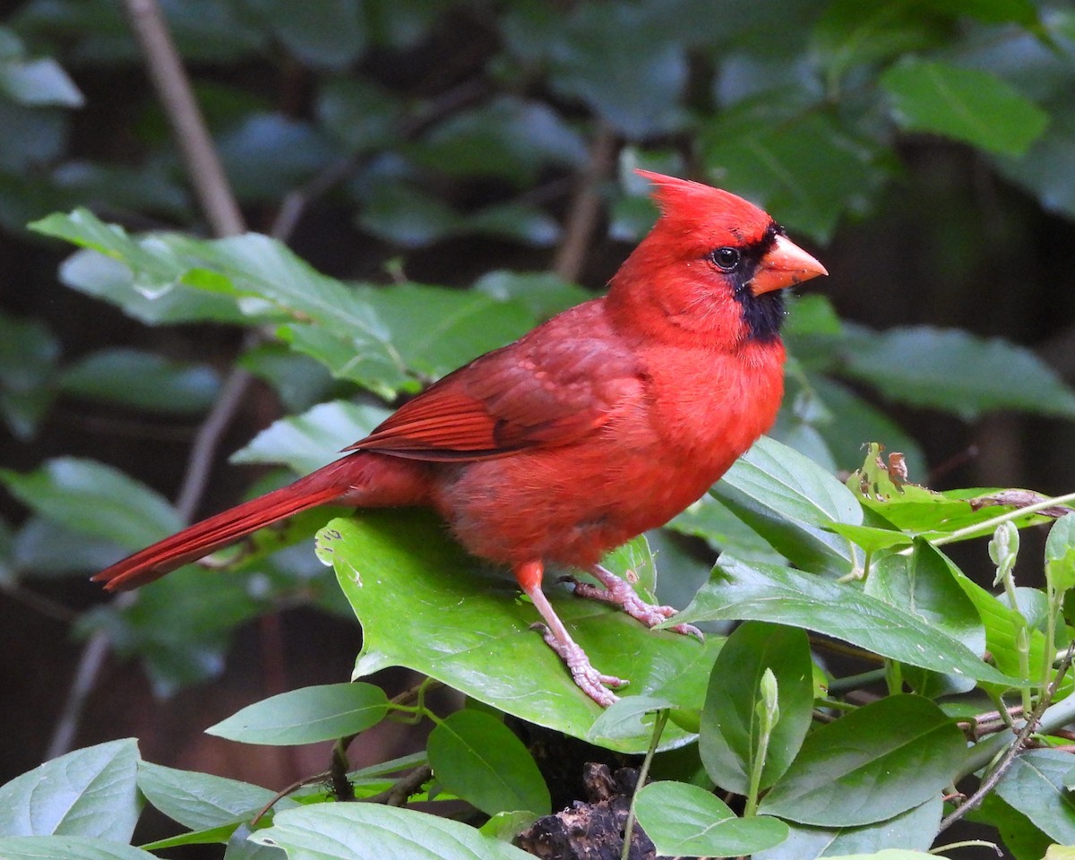 Northern Cardinal - ML620395377