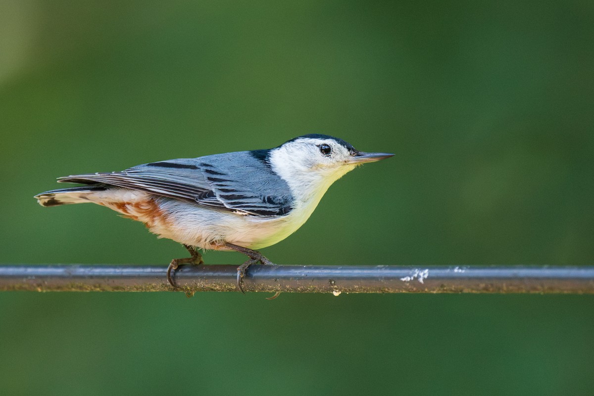 White-breasted Nuthatch - ML620395383