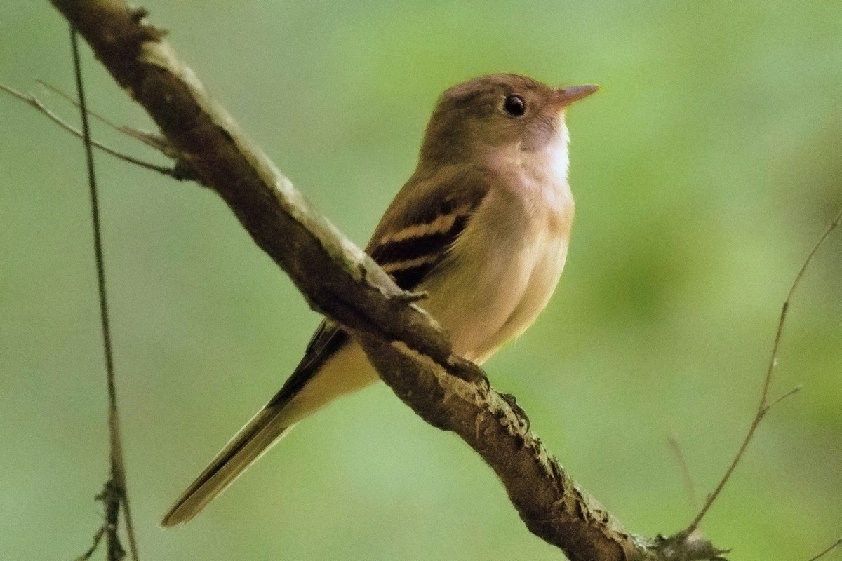 Acadian Flycatcher - ML620395386