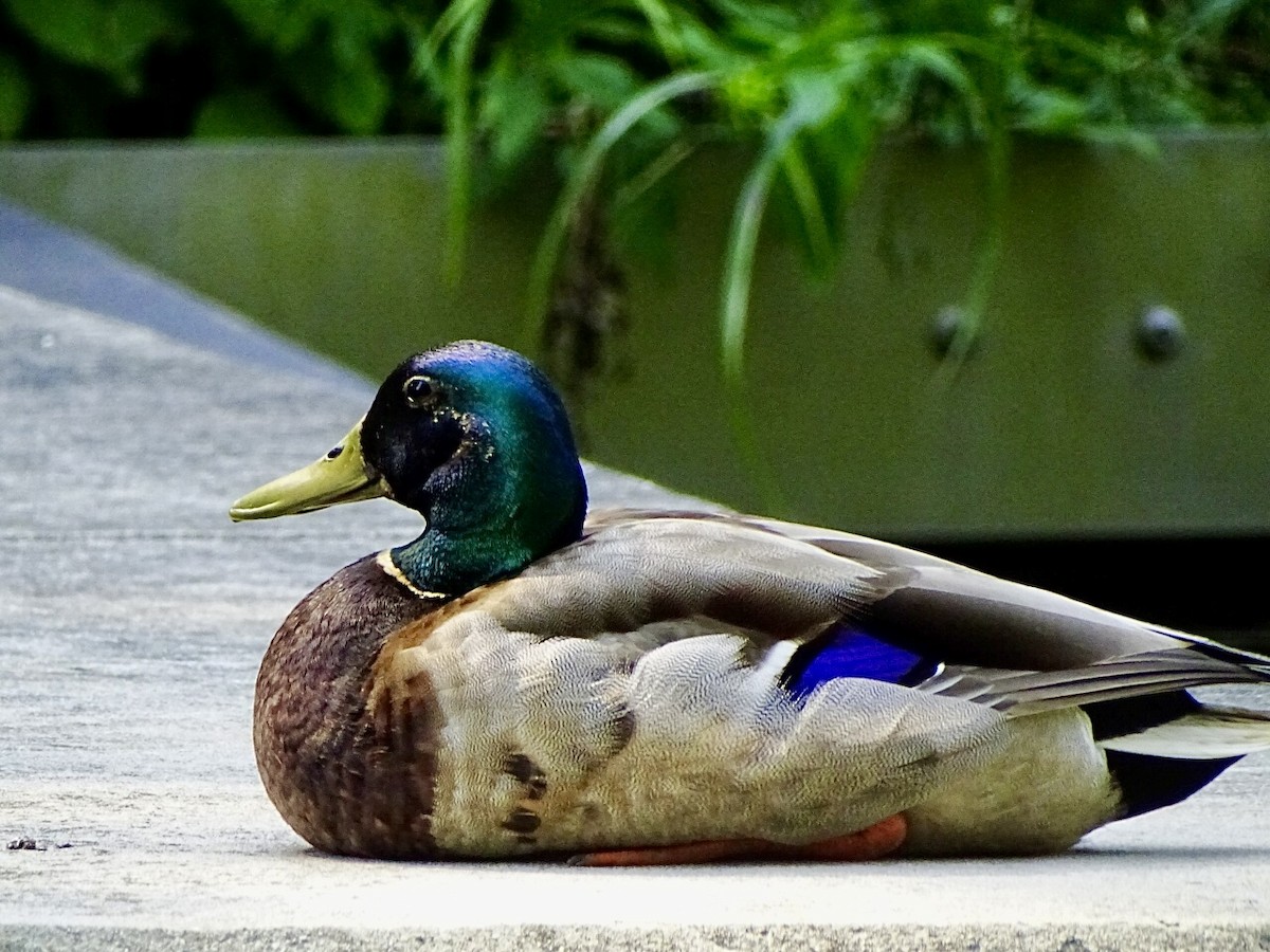 Mallard - ML620395389