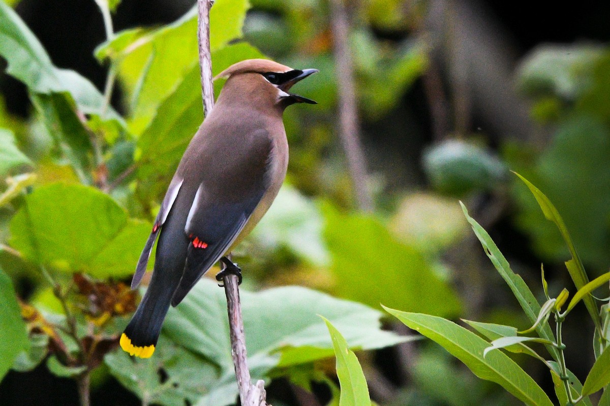 Cedar Waxwing - ML620395395