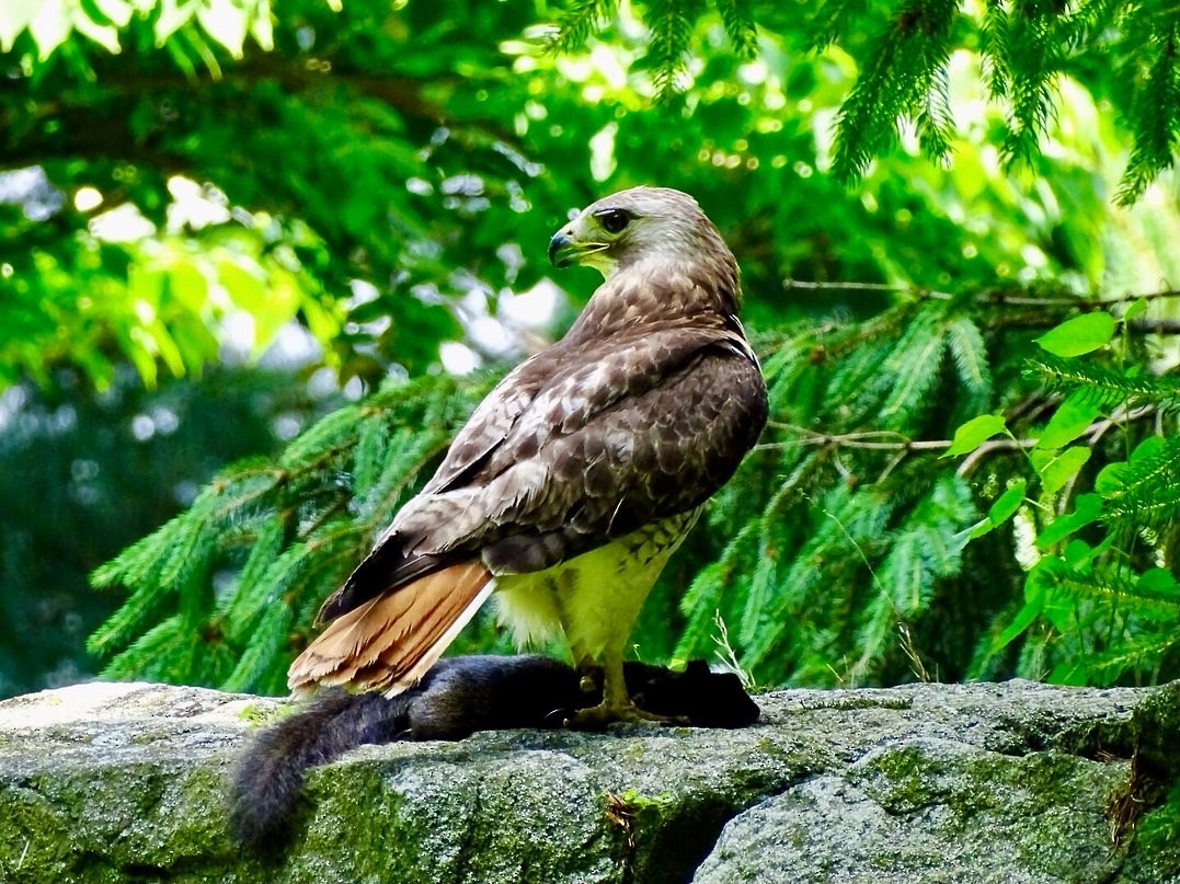 Red-tailed Hawk - ML620395401