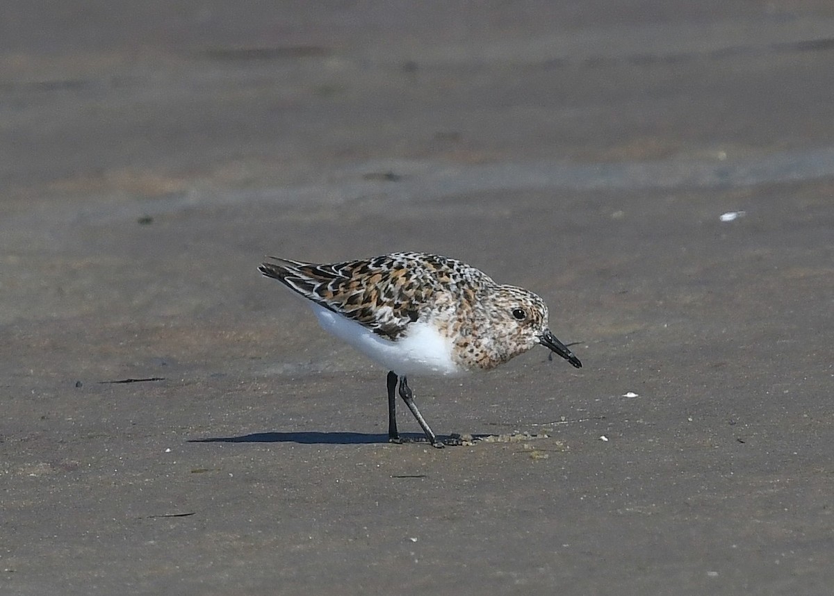 Bécasseau sanderling - ML620395403