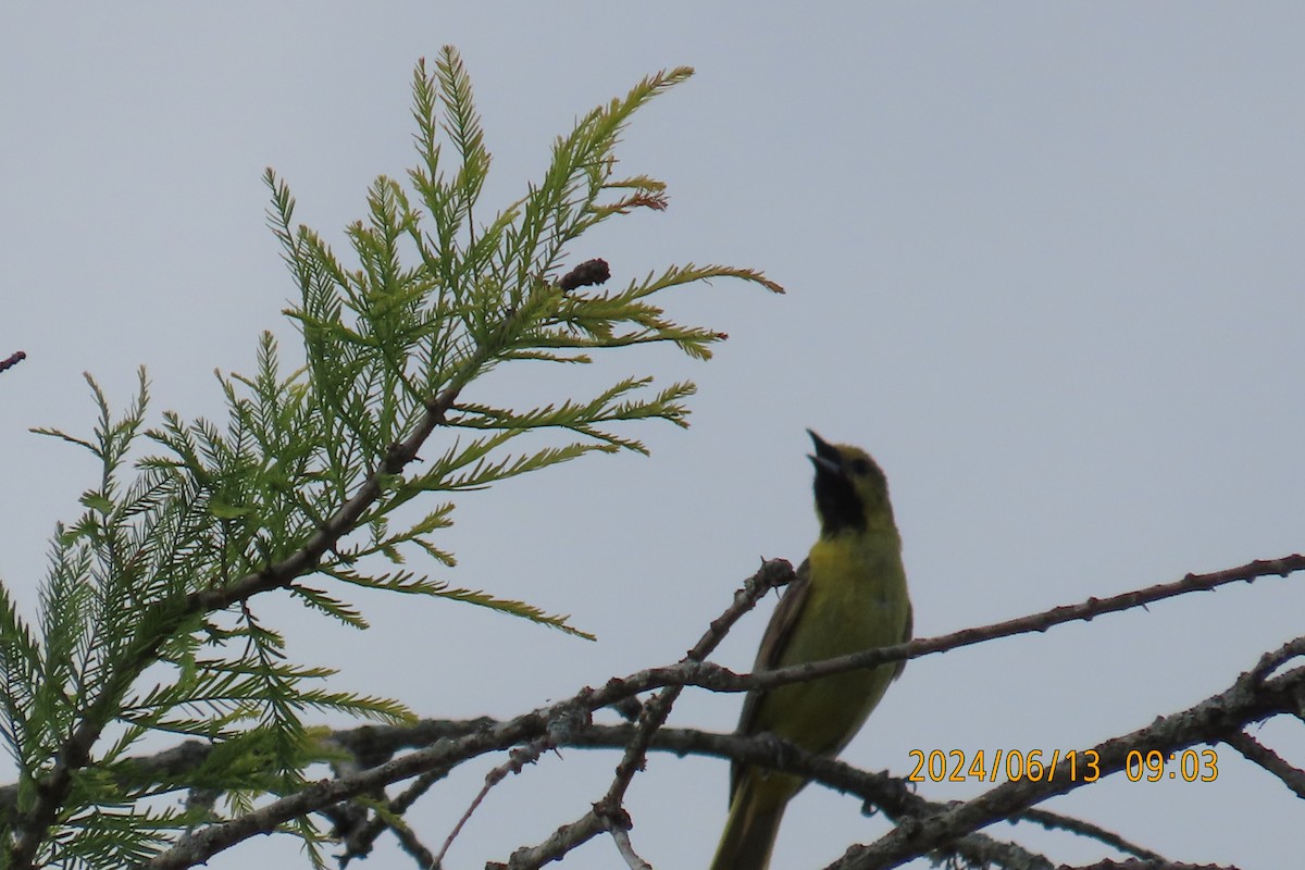 Orchard Oriole - ML620395405
