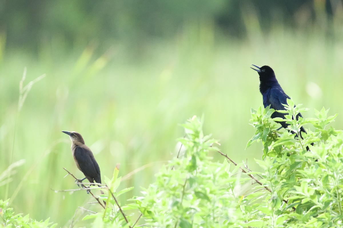 Boat-tailed Grackle - ML620395406