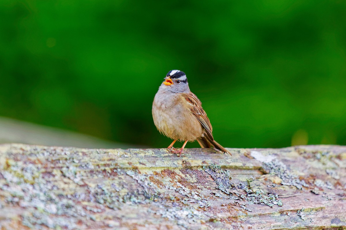 White-crowned Sparrow - ML620395407
