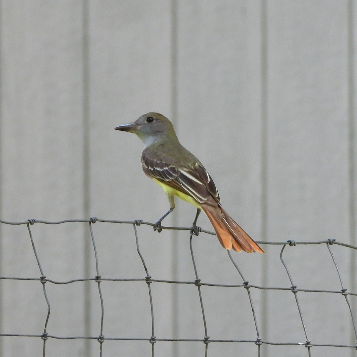 Great Crested Flycatcher - ML620395413