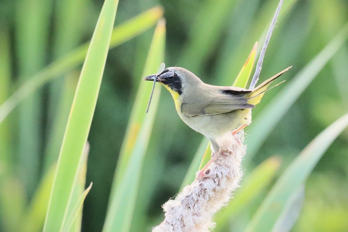 Common Yellowthroat - ML620395414