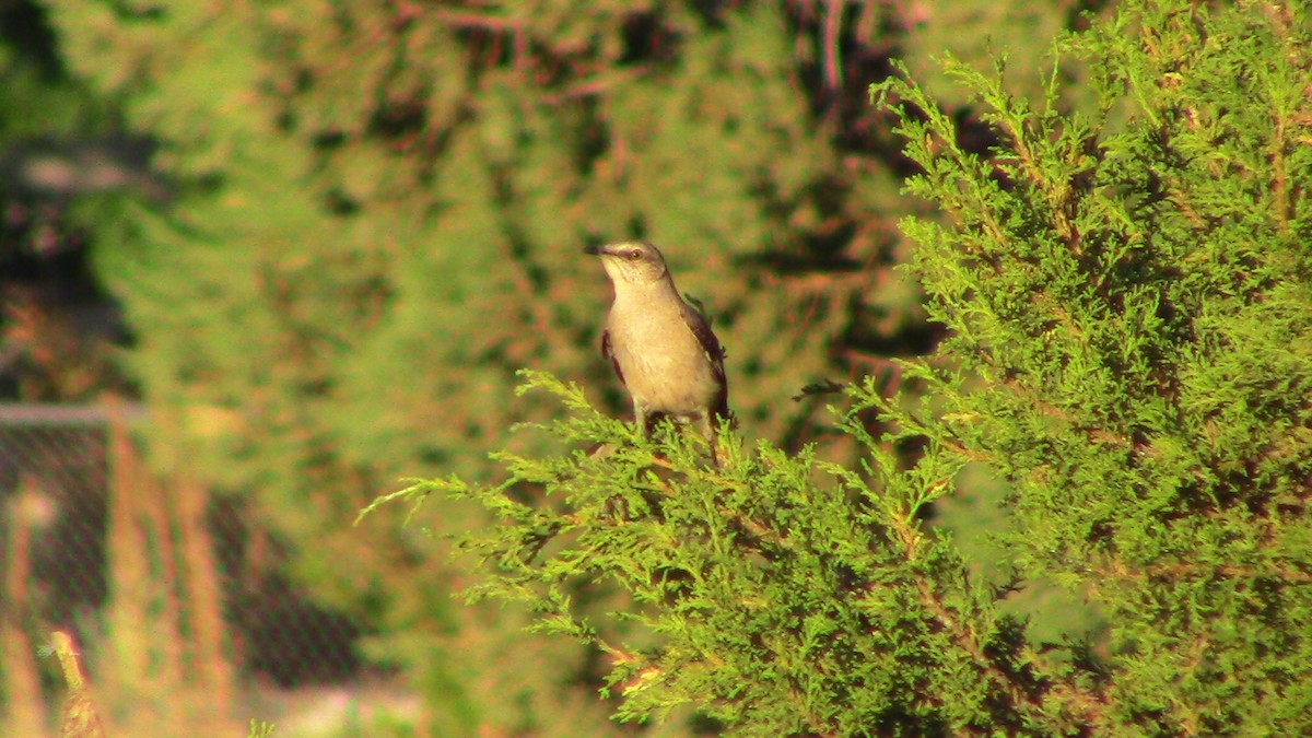 Northern Mockingbird - ML620395415