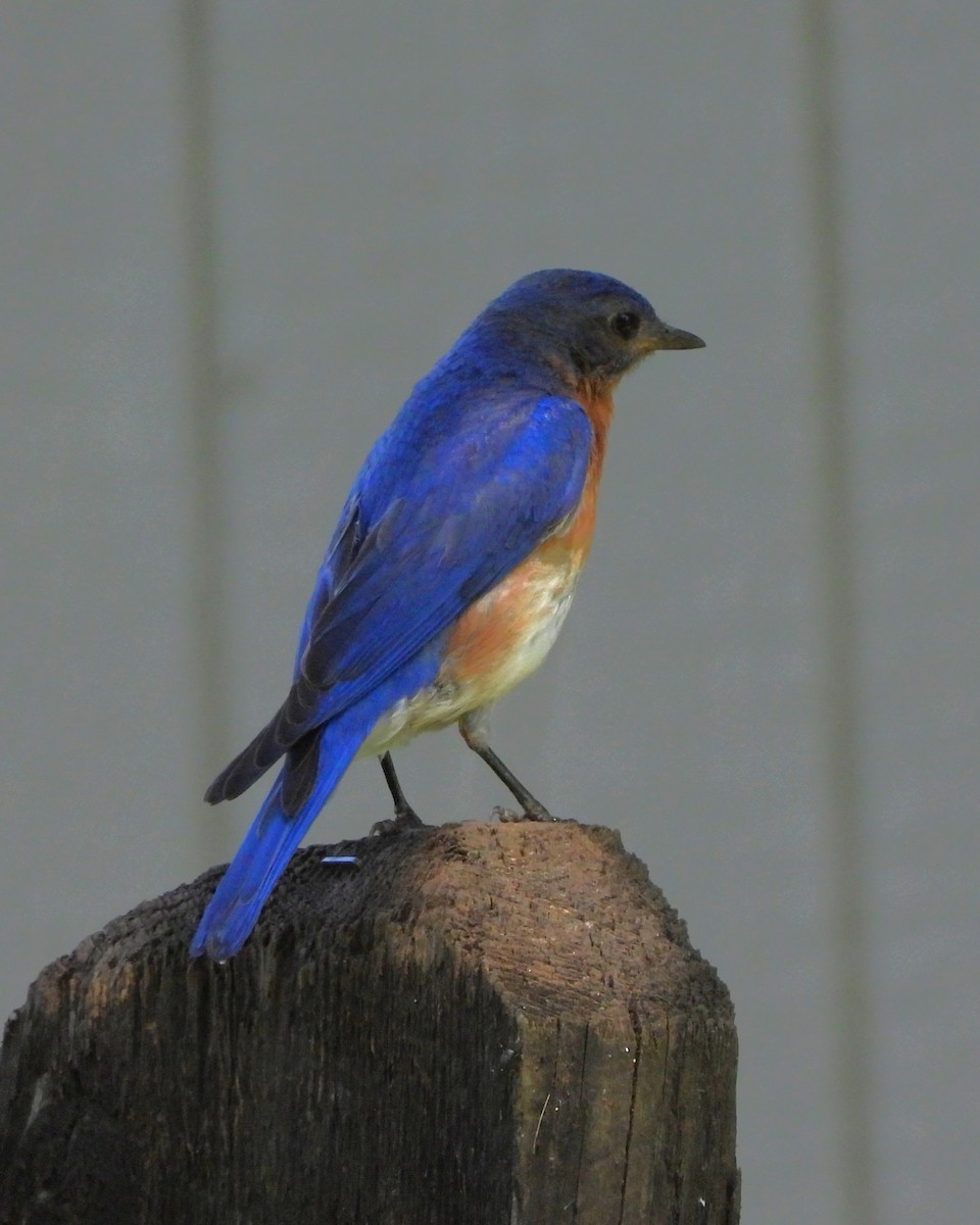 Eastern Bluebird - ML620395418