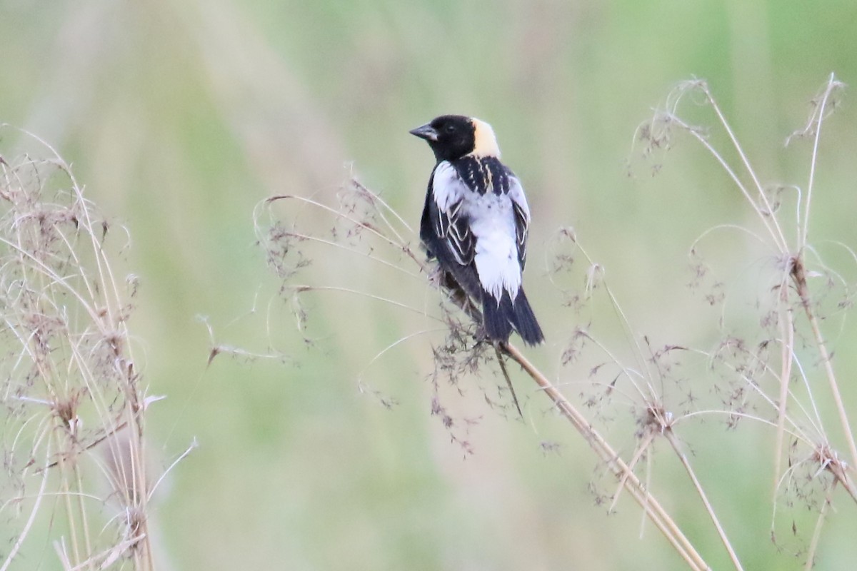 bobolink americký - ML620395420