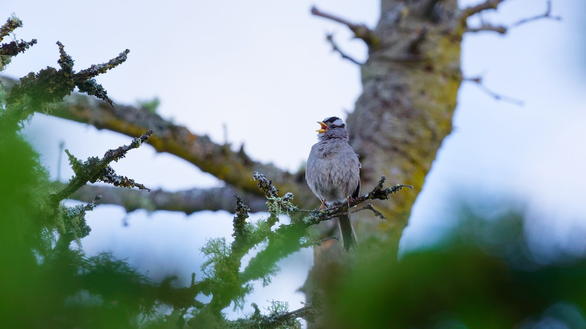 White-crowned Sparrow - ML620395422