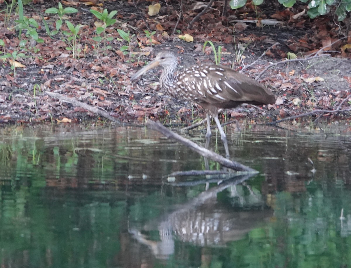 Limpkin - Billie Knight