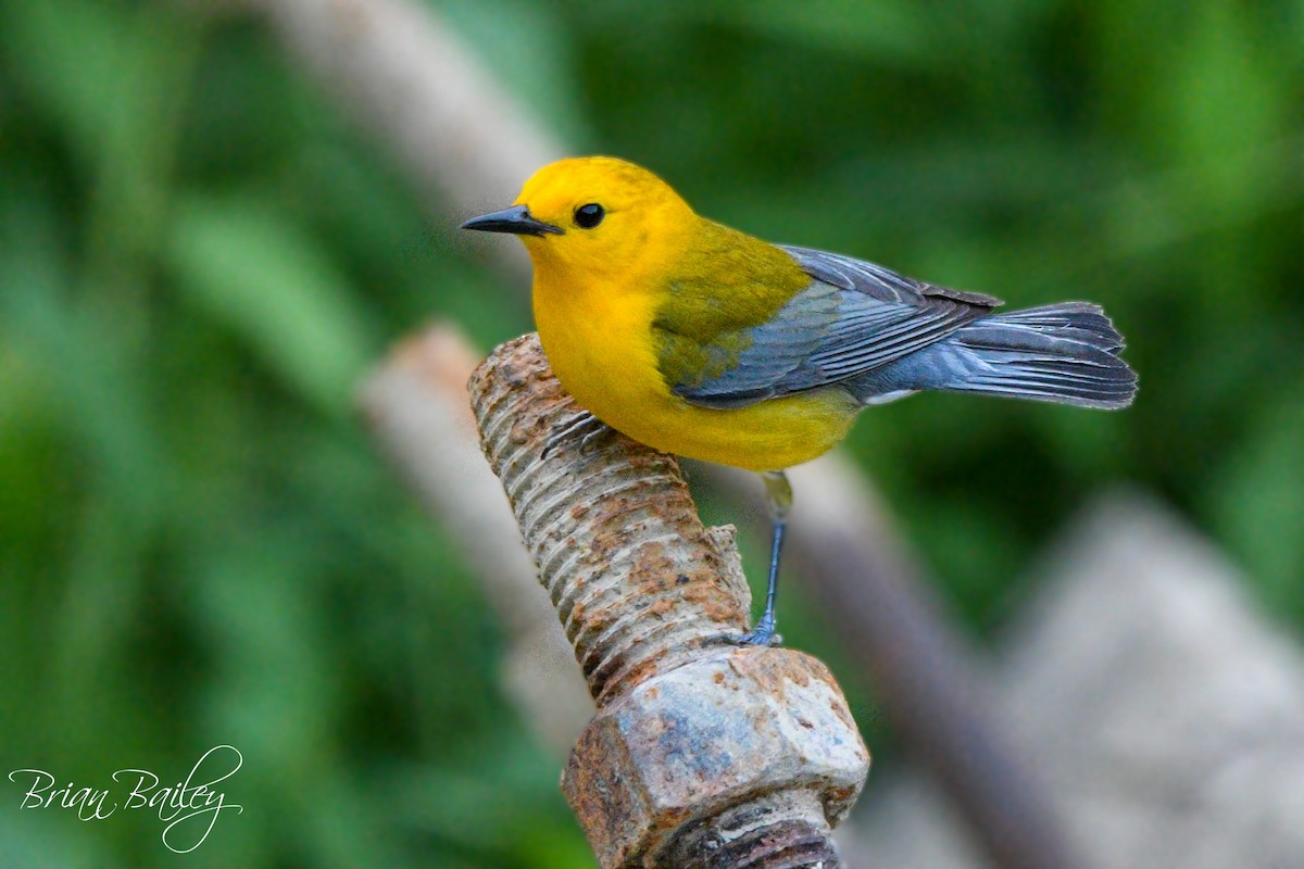 Prothonotary Warbler - ML620395424