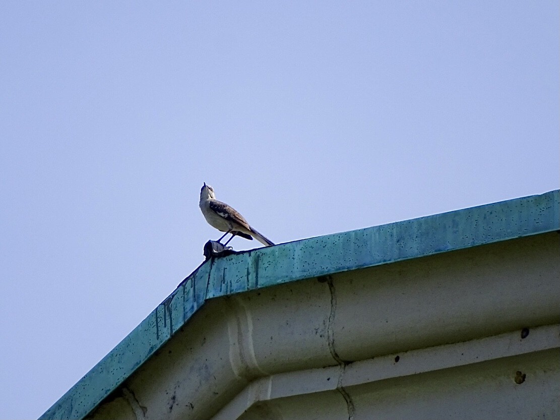 Northern Mockingbird - ML620395426