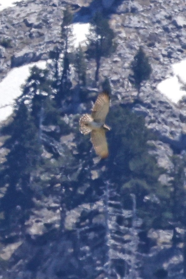 Golden Eagle - ML620395429