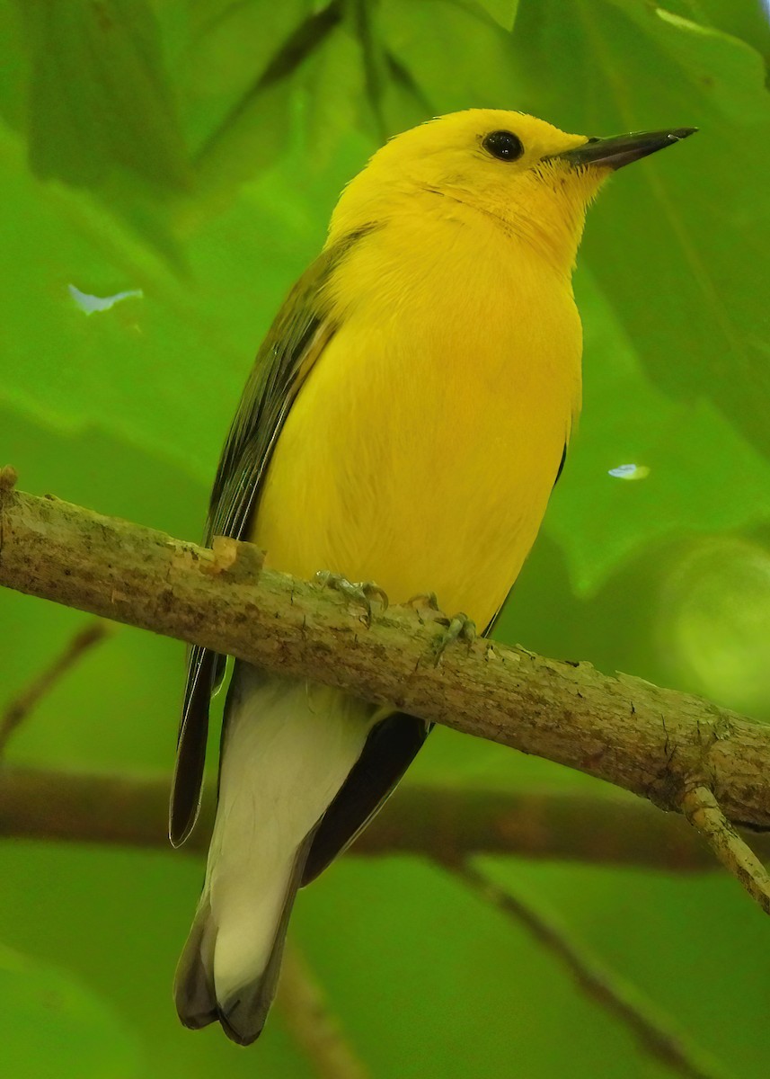 Prothonotary Warbler - ML620395431