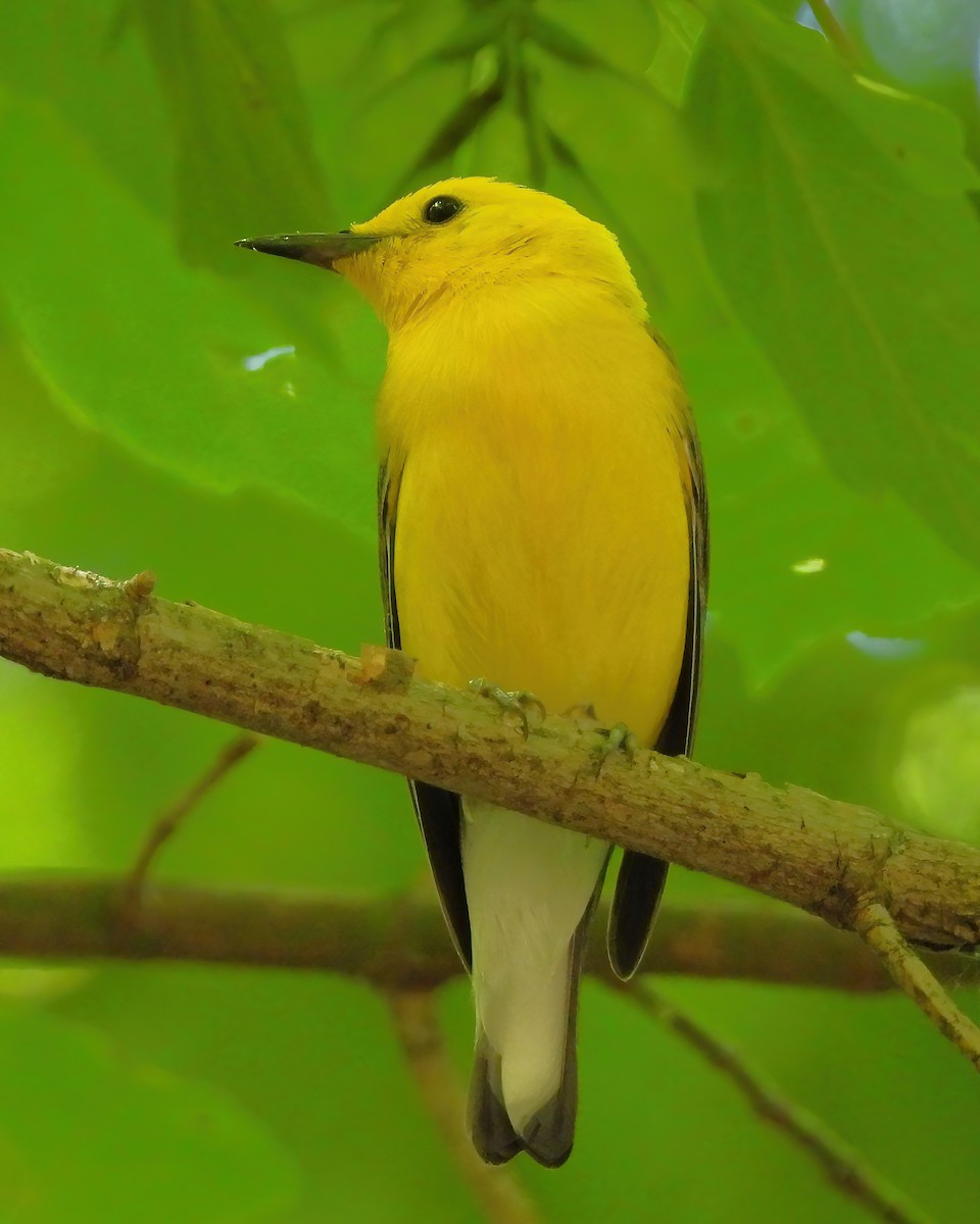 Prothonotary Warbler - ML620395432