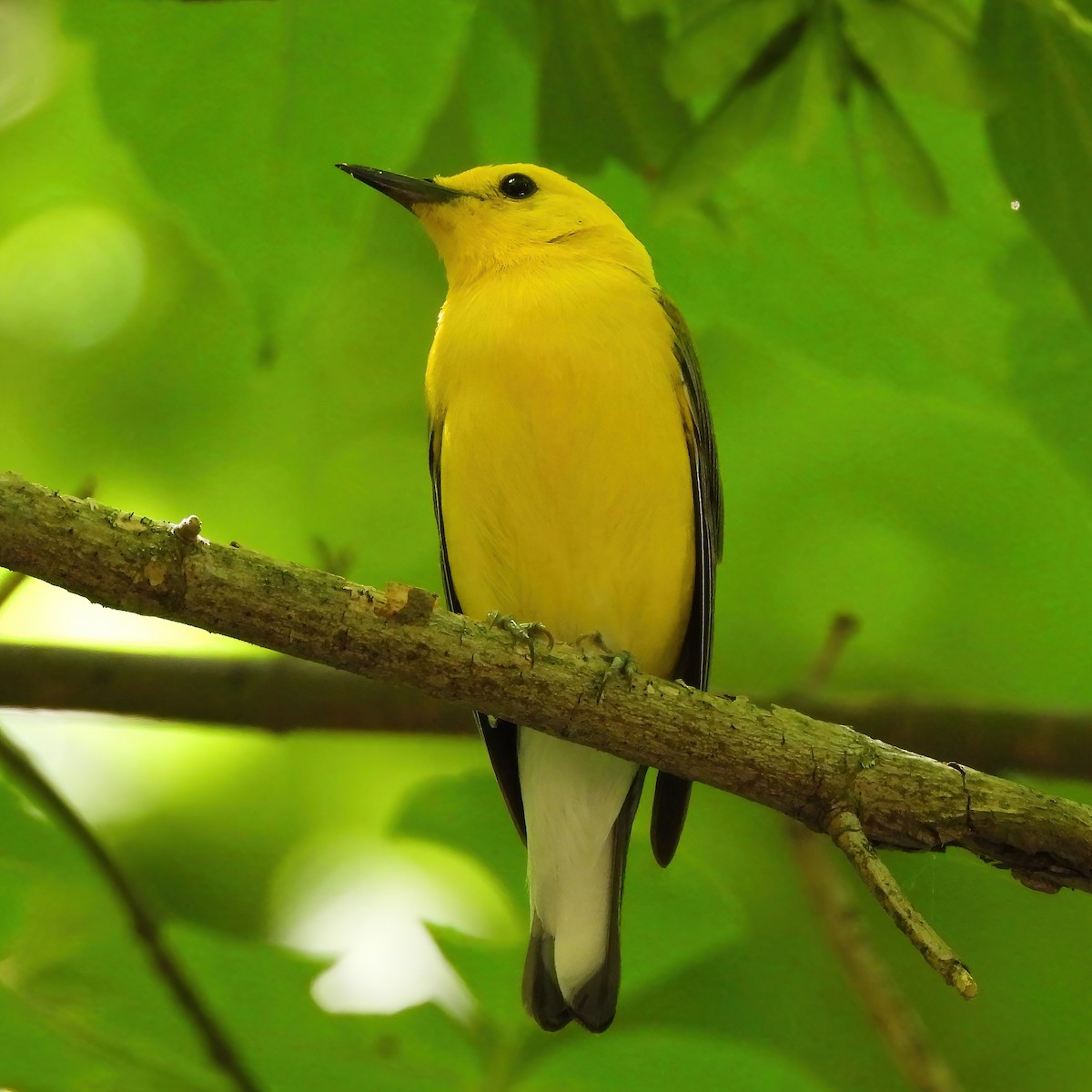 Prothonotary Warbler - ML620395433