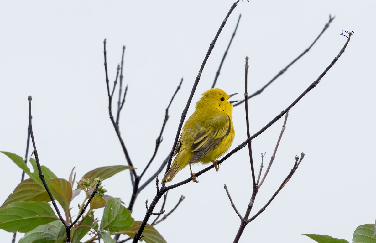 Yellow Warbler - ML620395434