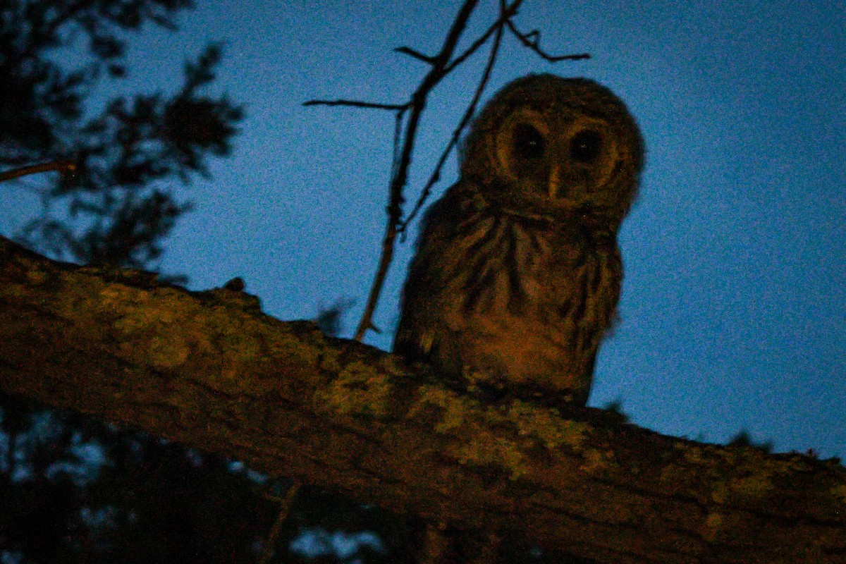 Barred Owl - ML620395444