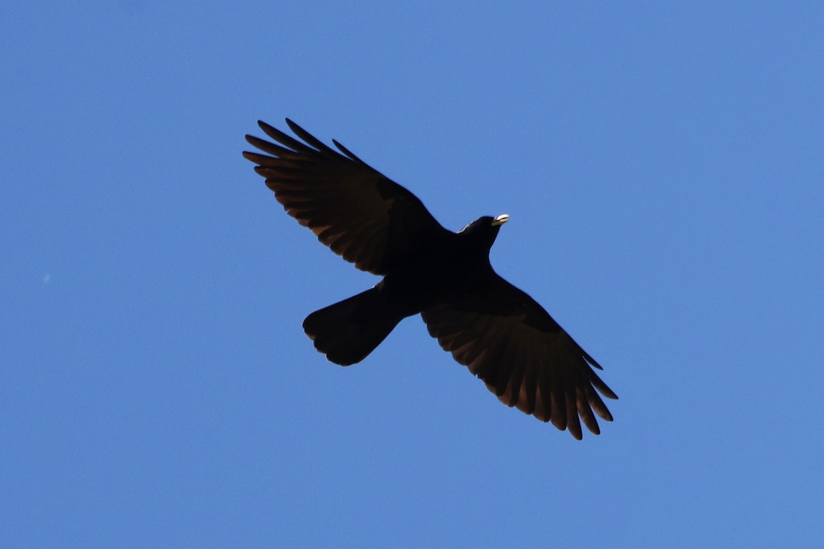 Yellow-billed Chough - ML620395449