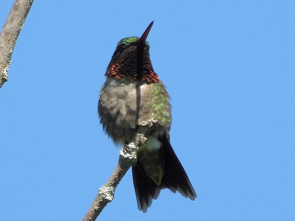 Ruby-throated Hummingbird - ML620395456