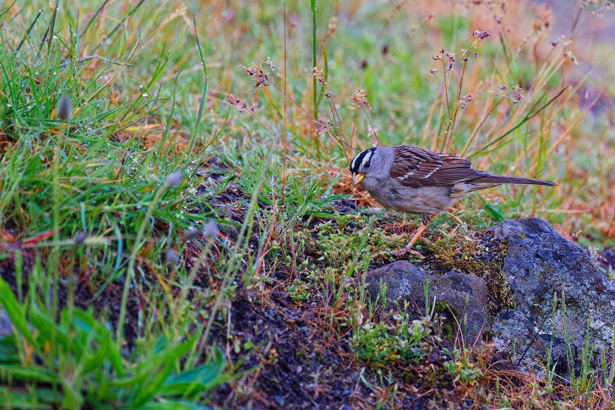 White-crowned Sparrow - ML620395459