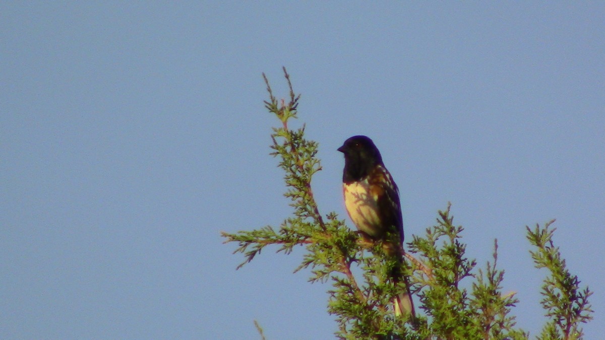 Spotted Towhee - ML620395461