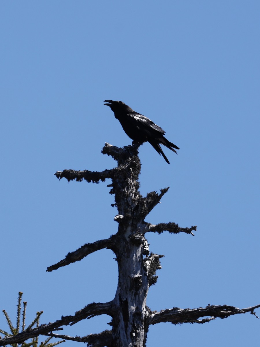 Common Raven - ML620395464