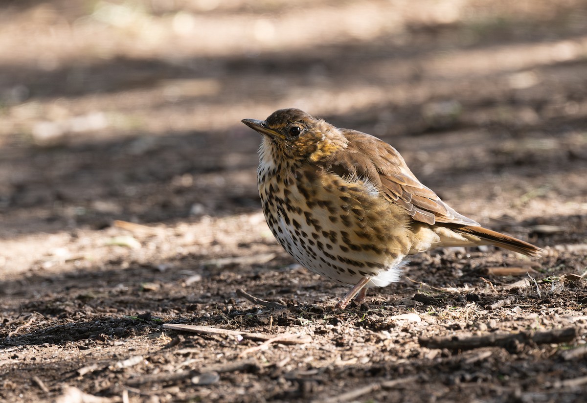 Song Thrush - ML620395466