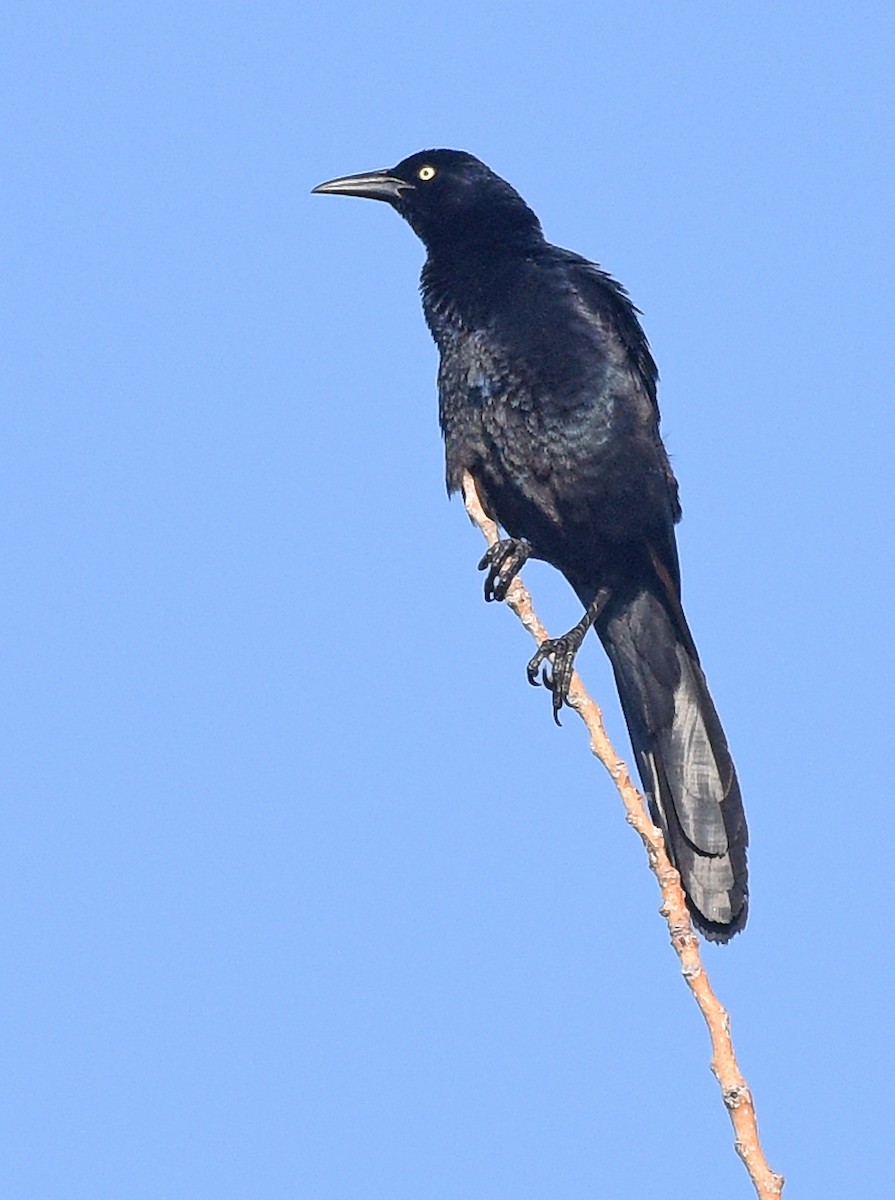 Great-tailed Grackle - ML620395467