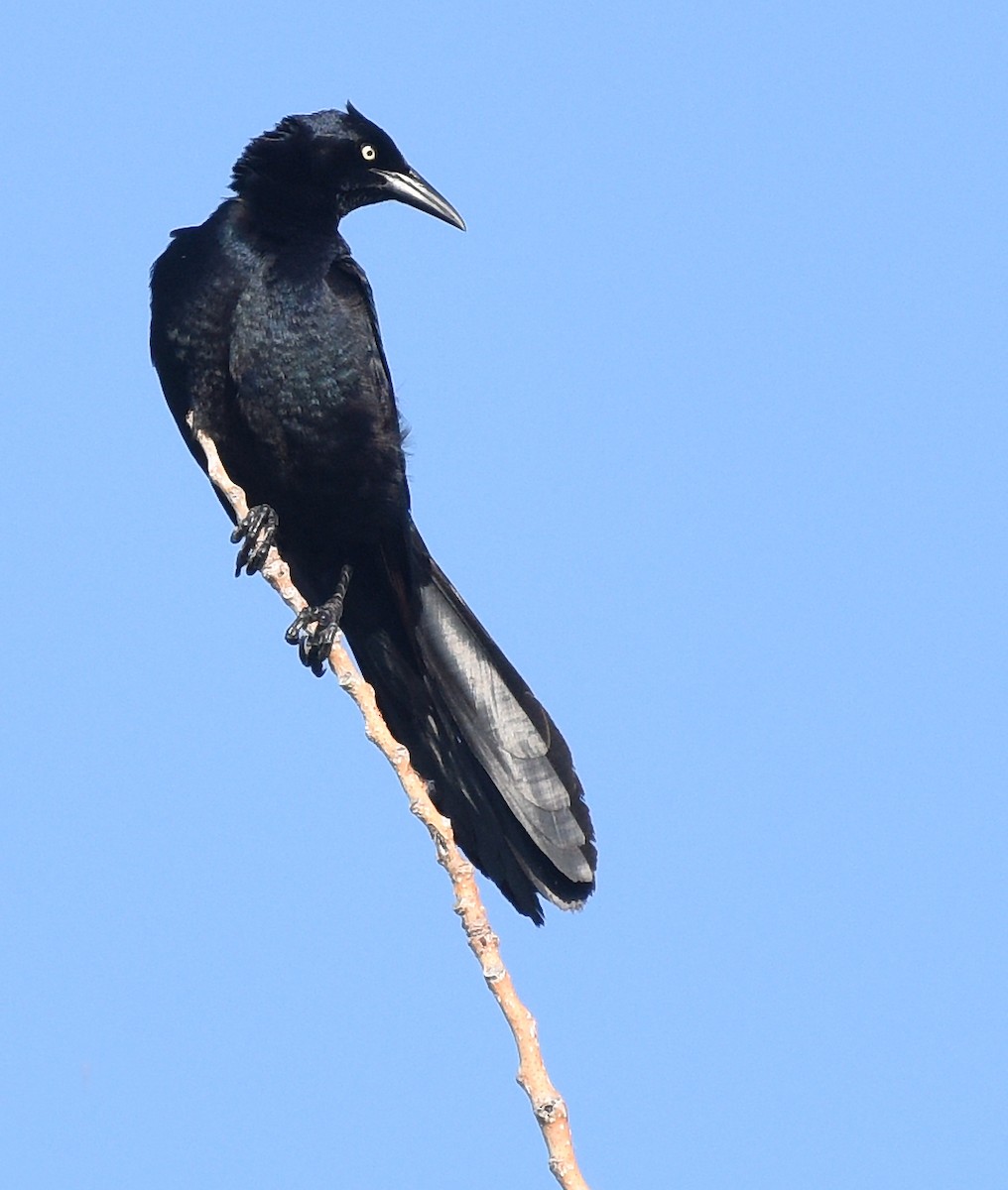 Great-tailed Grackle - ML620395468