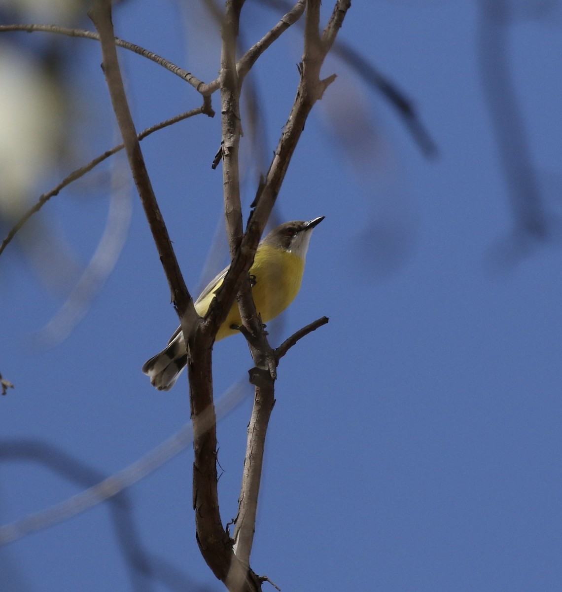 White-throated Gerygone - ML620395475