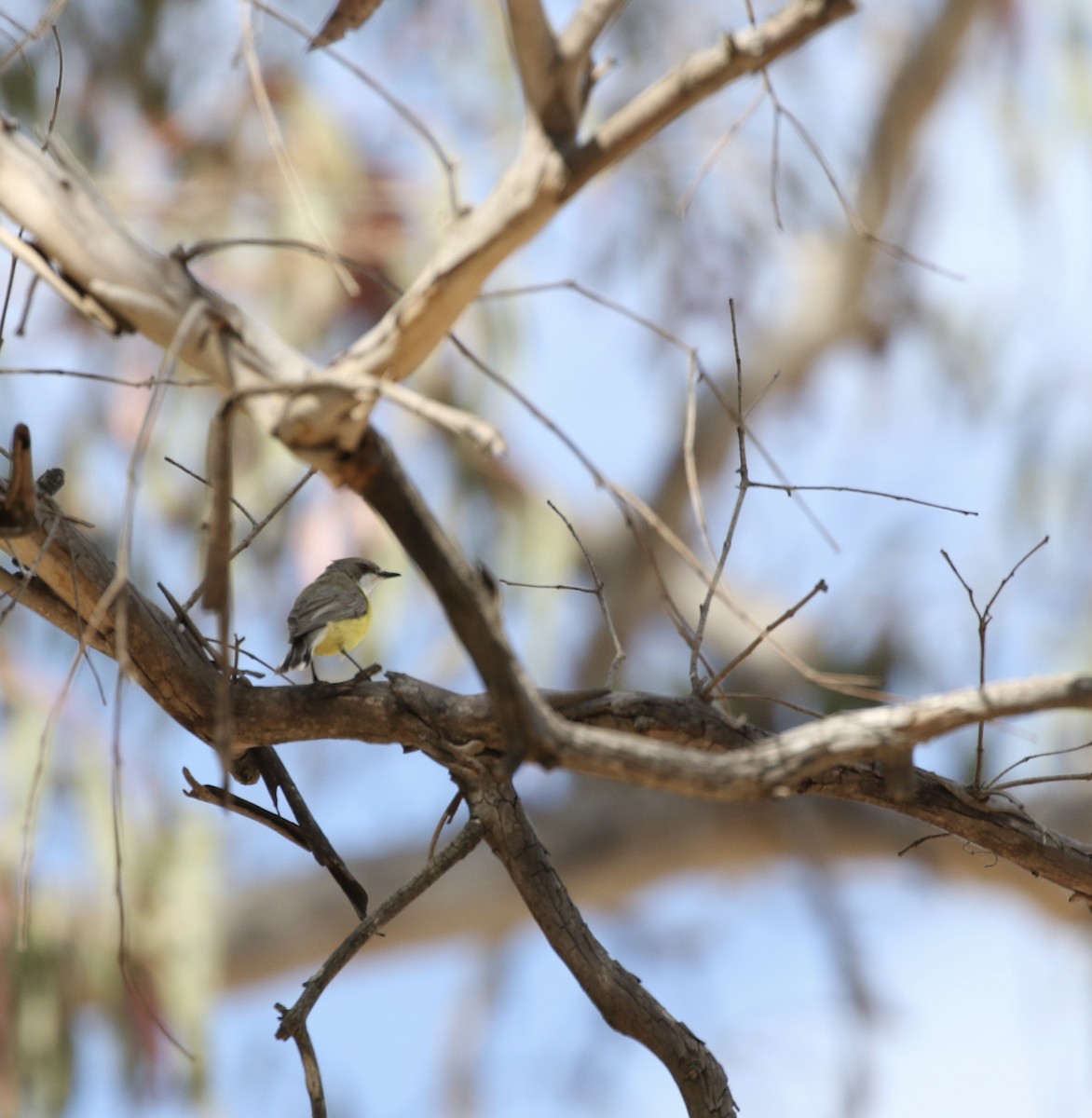 White-throated Gerygone - ML620395476