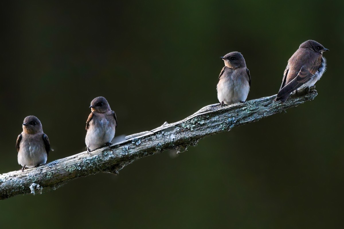 Northern Rough-winged Swallow - ML620395480