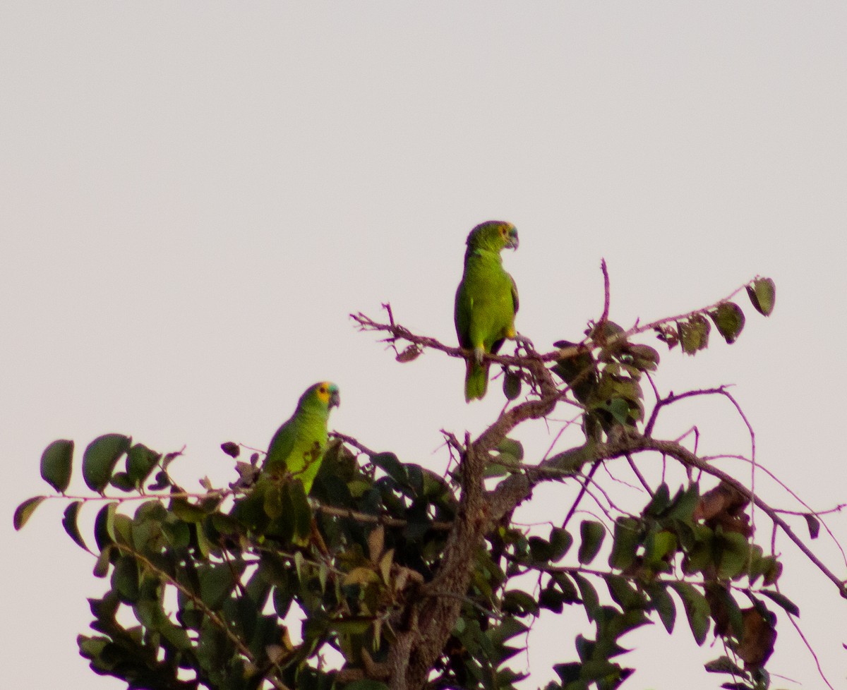 Turquoise-fronted Parrot - ML620395481