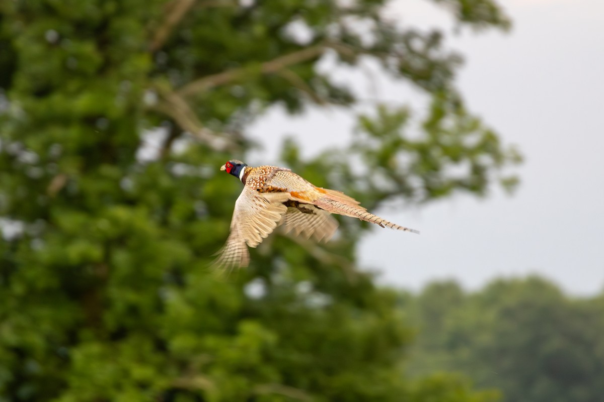 Ring-necked Pheasant - ML620395494